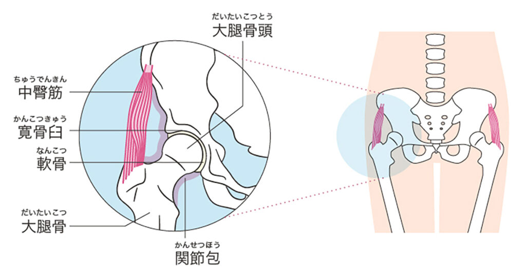 股関節の仕組み