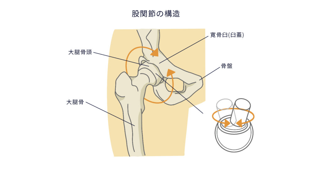 股関節の構造