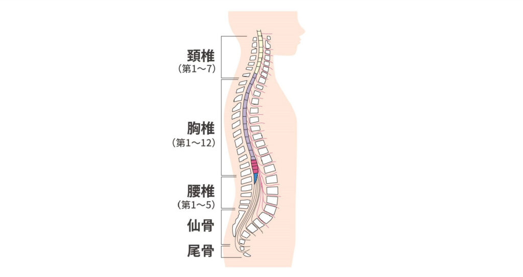 脊椎の仕組み