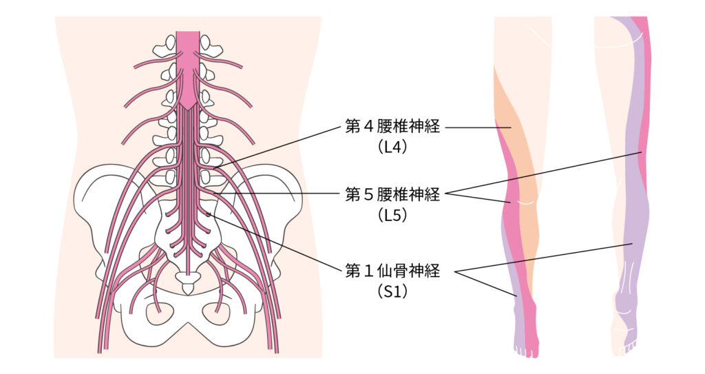 腰椎神経