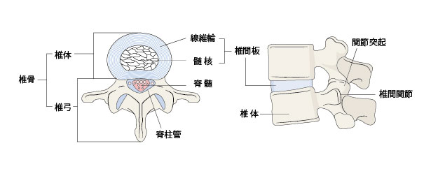 椎間板の仕組み