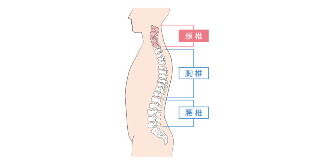 脊椎_構造