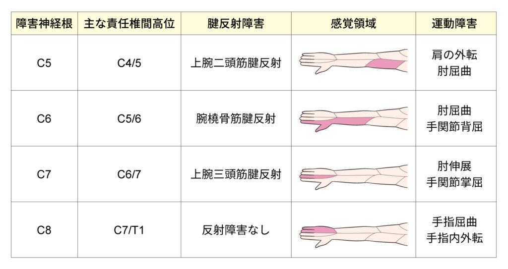 痛みの領域と神経分布