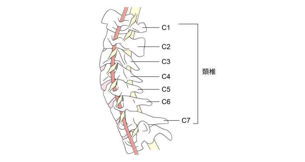 頸椎の骨