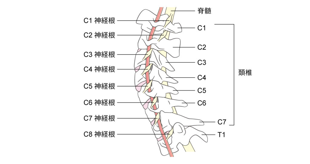 頸椎の構造